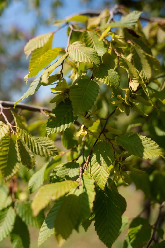Carpinus Betulus Pendula (4)