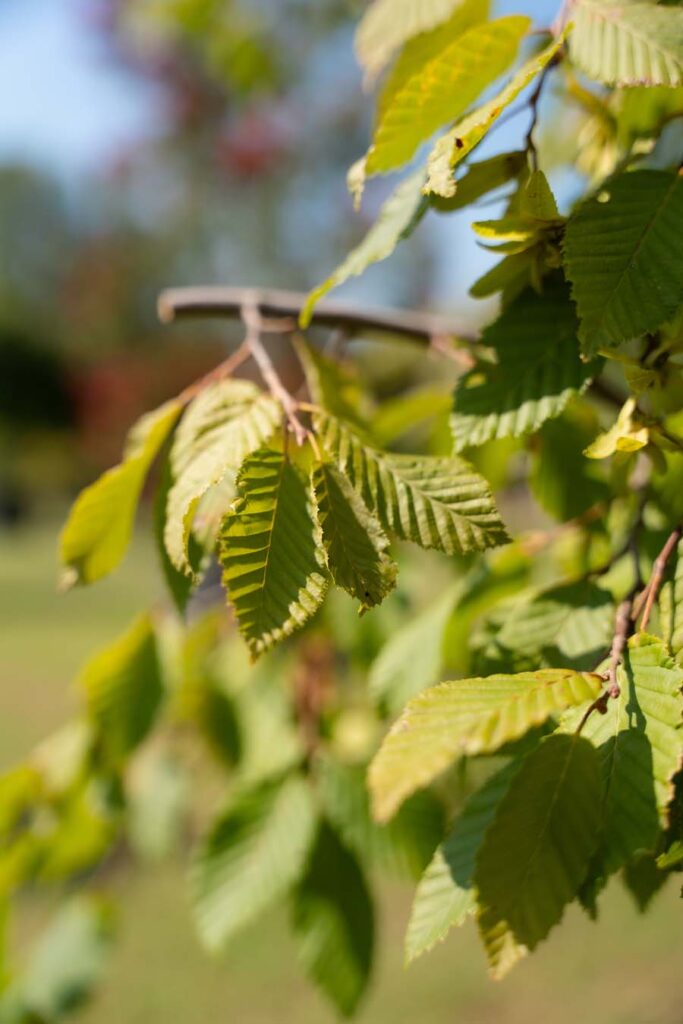 Carpinus Betulus Pendula (5)