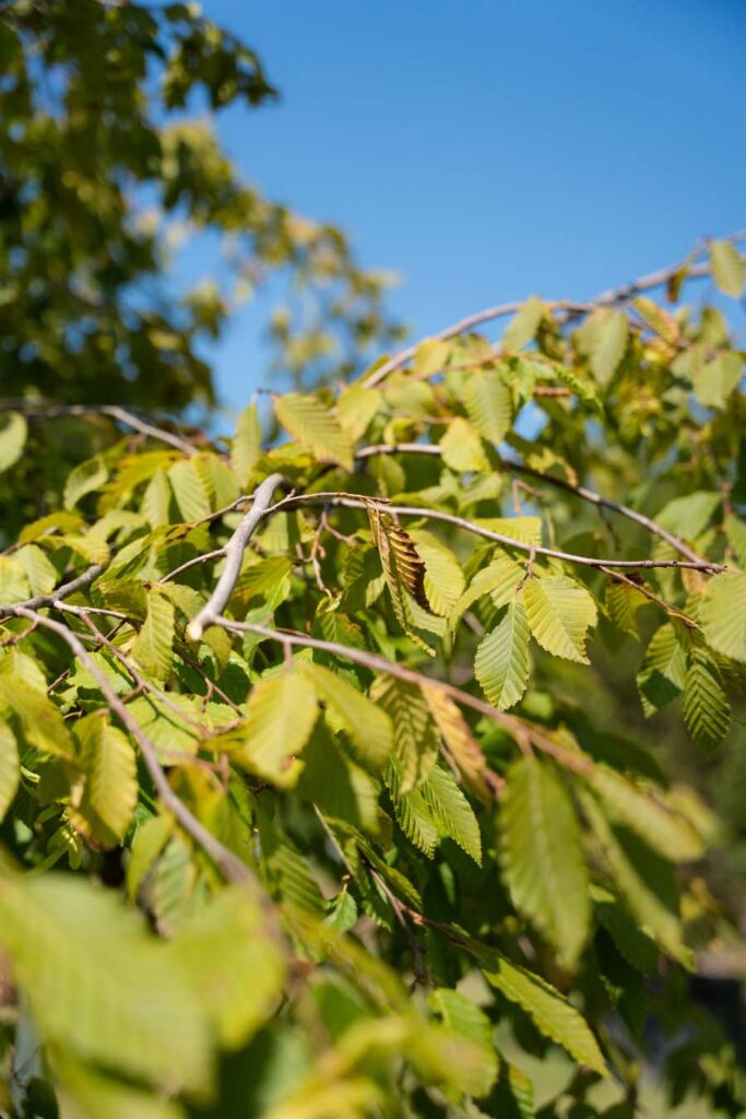 Carpinus Betulus Pendula (6)