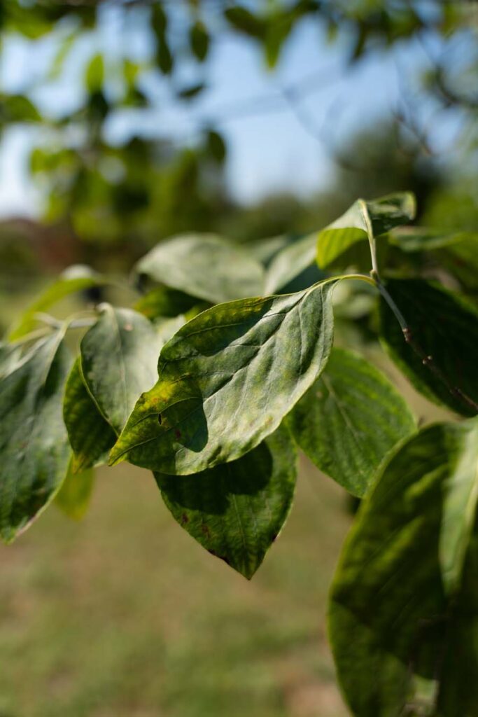Cornus Florida (1)