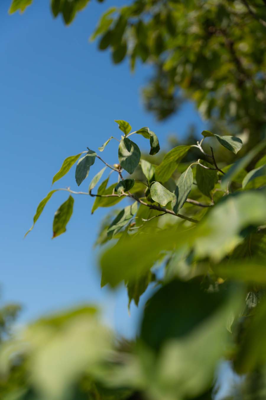 Cornus Florida (2)