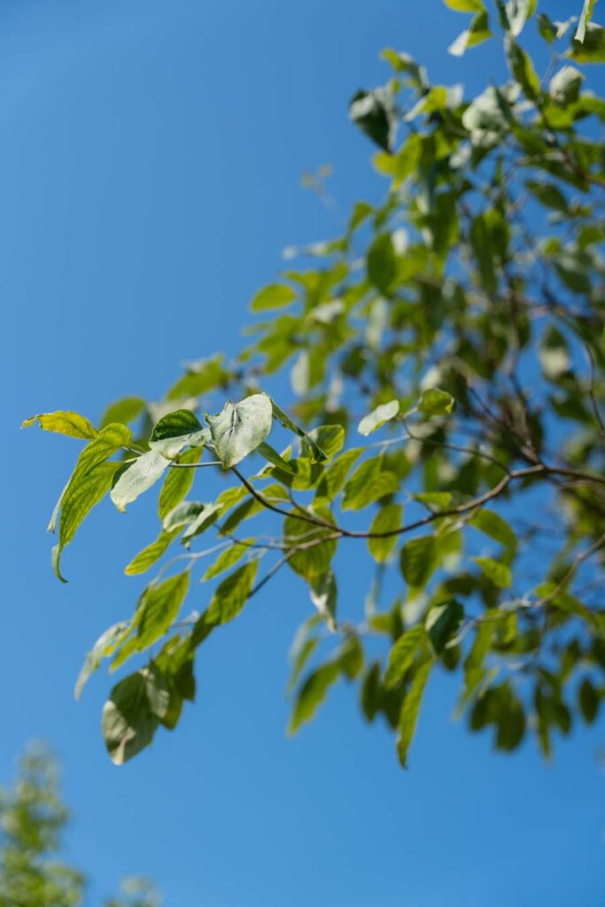 Cornus Florida (3)