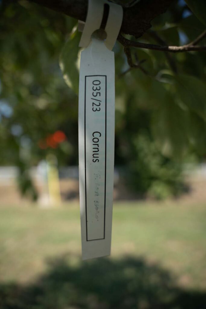 Cornus Florida (4)
