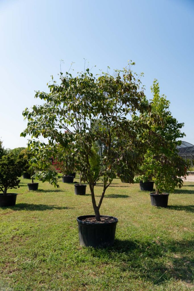 Cornus Florida (5)