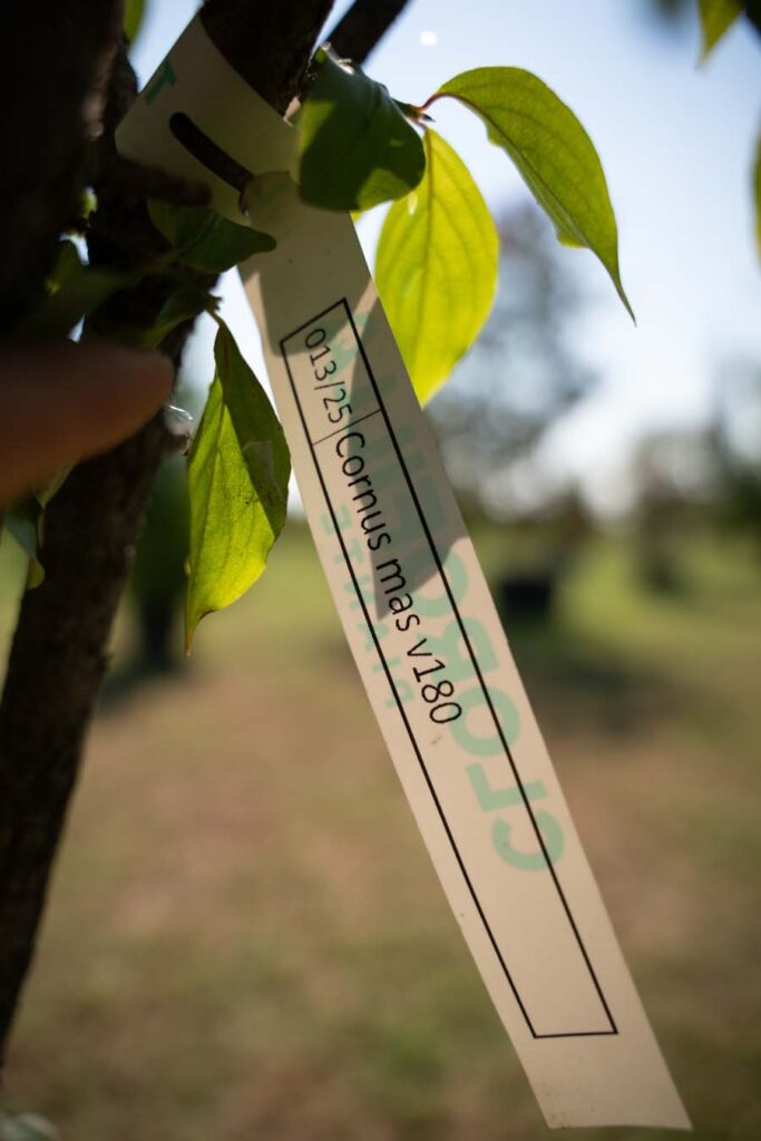 Cornus Mas (1)