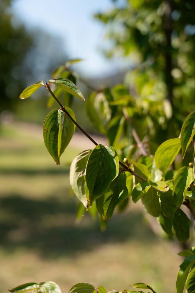 Cornus Mas (2)