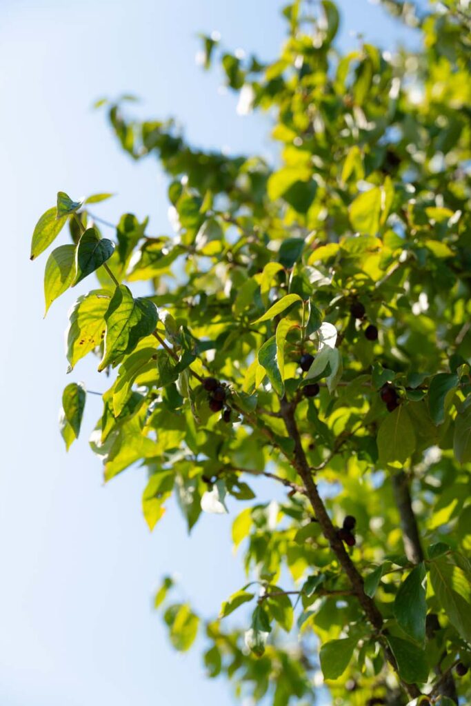 Cornus Mas (3)