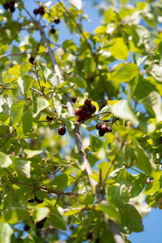 Cornus Mas (4)