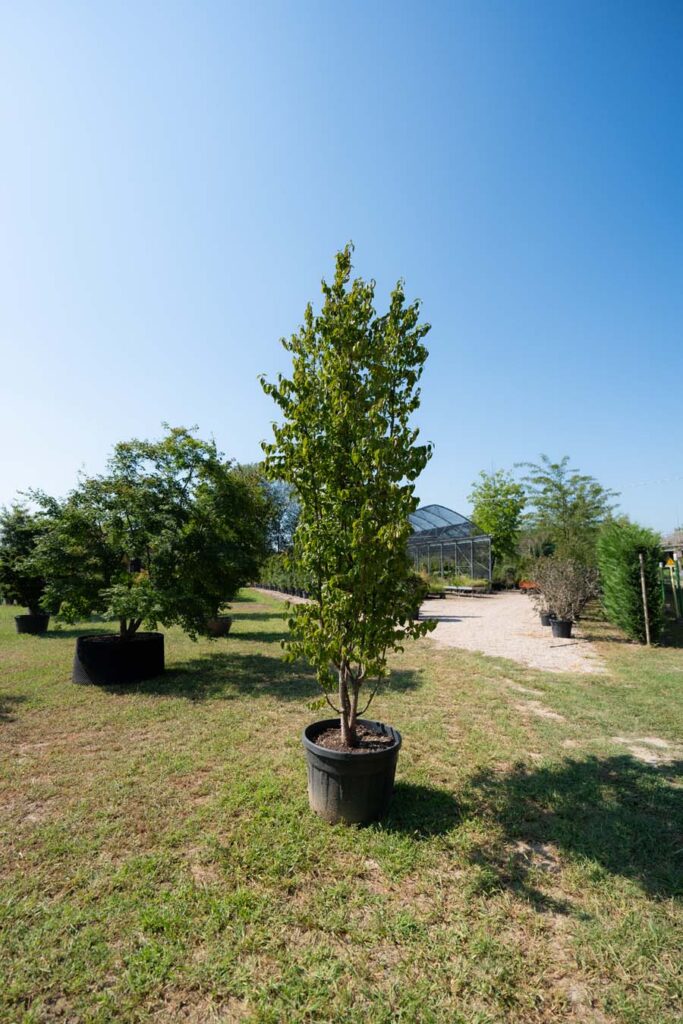 Cornus Mas (5)