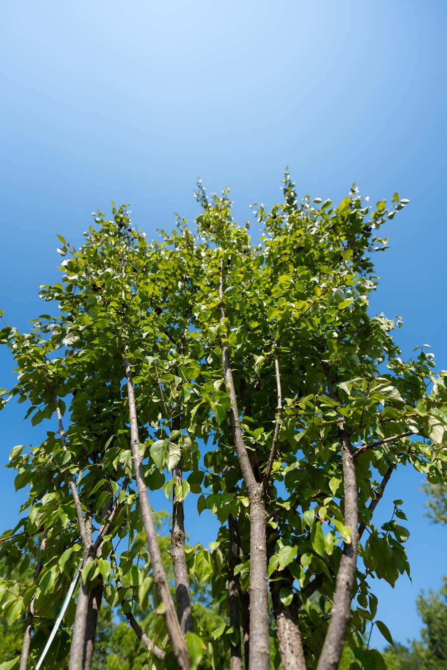 Cornus Mas (6)