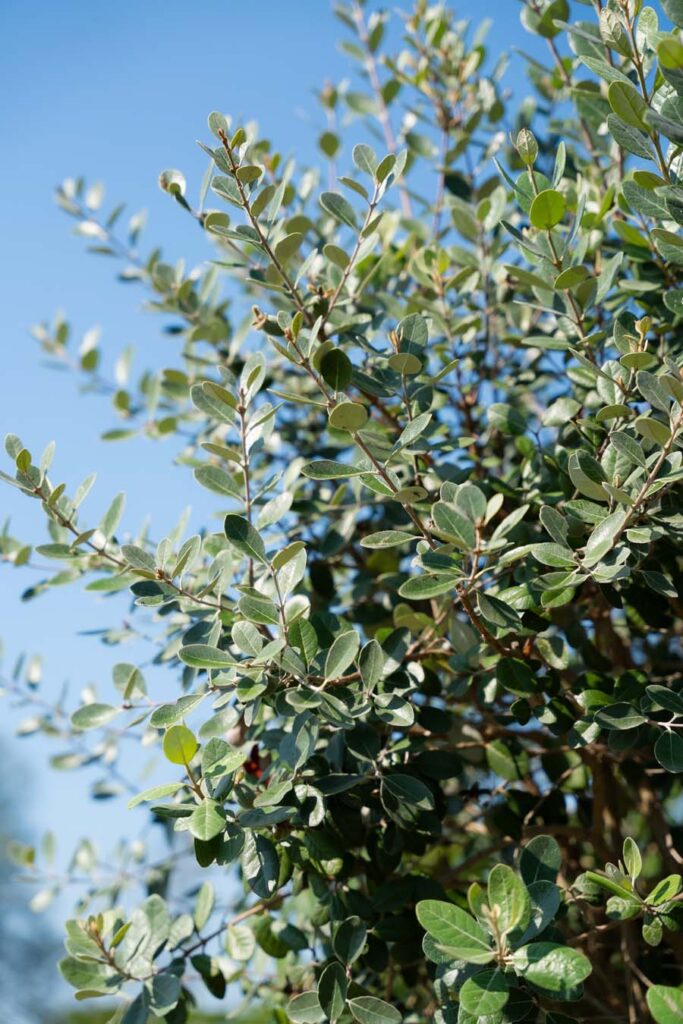 Feijoa Sellowiana (1)