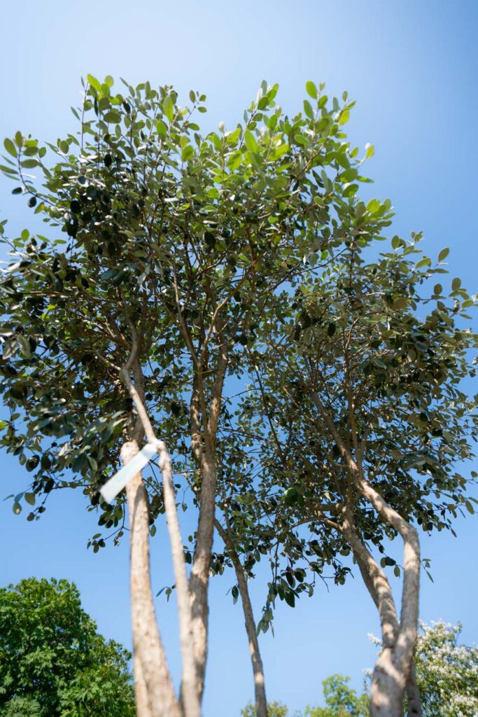 Feijoa Sellowiana (4)