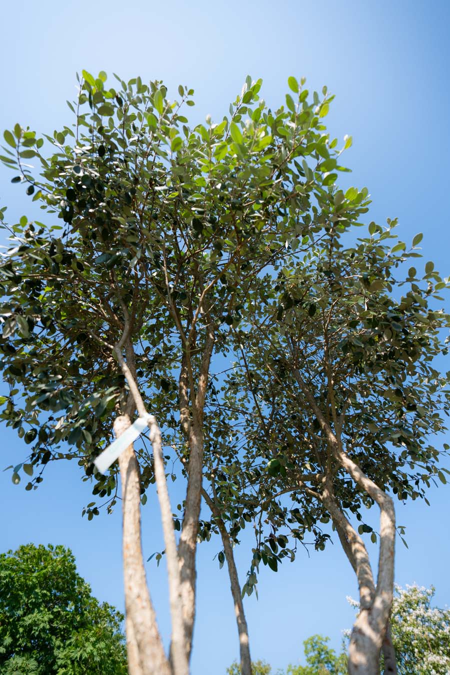 Feijoa Sellowiana (4)