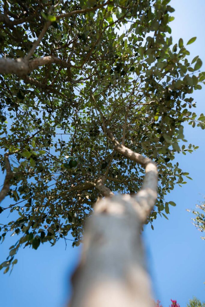 Feijoa Sellowiana (5)