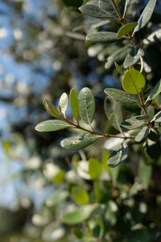 Feijoa Sellowiana (6)