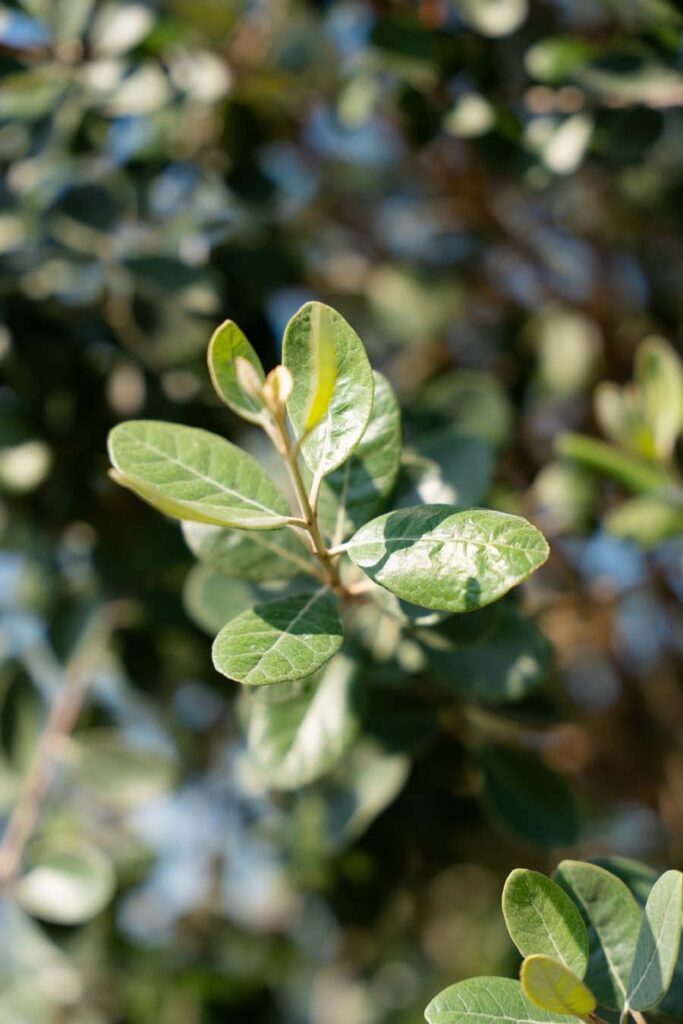 Feijoa Sellowiana (7)
