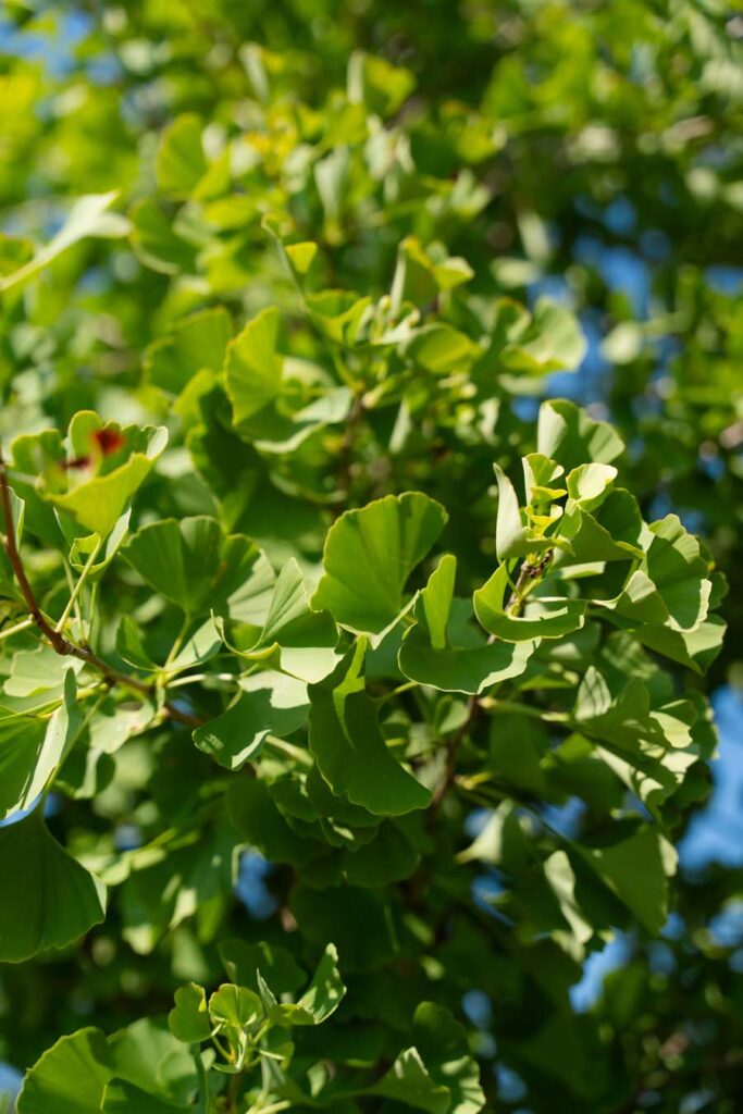 Ginko Fastigiata (1)