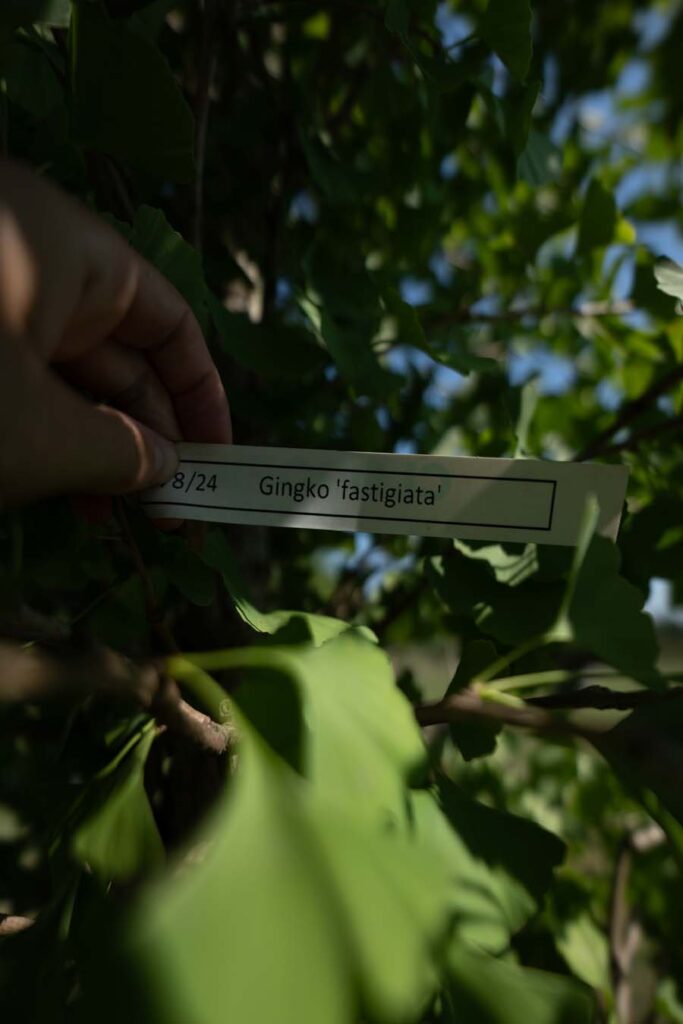 Ginko Fastigiata (2)