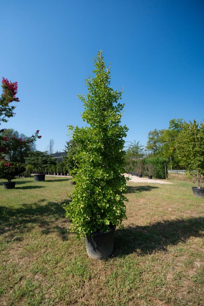 Ginko Fastigiata (3)