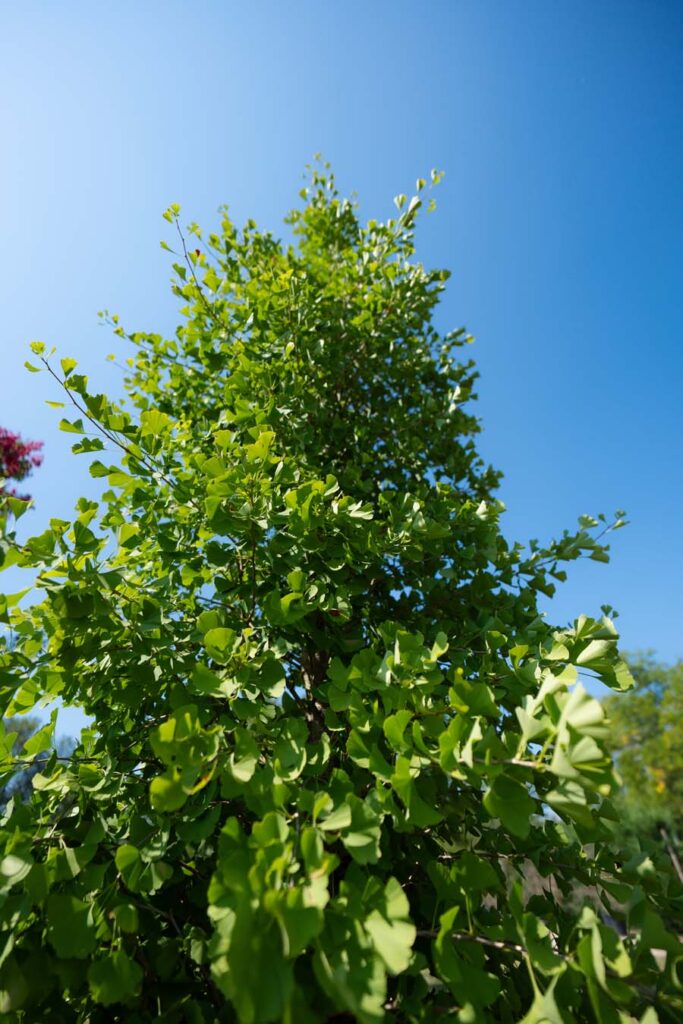 Ginko Fastigiata (4)
