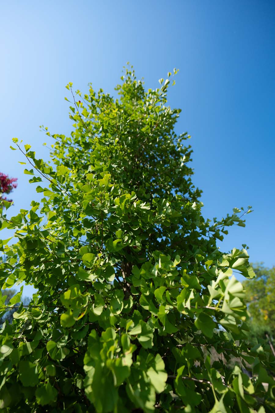Ginko Fastigiata (4)
