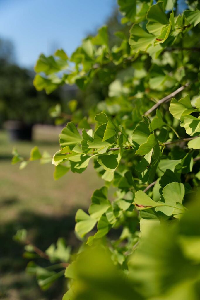 Ginko Fastigiata (5)