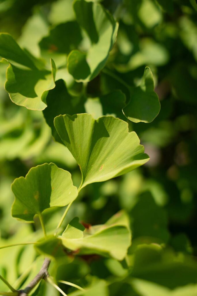 Ginko Fastigiata (6)