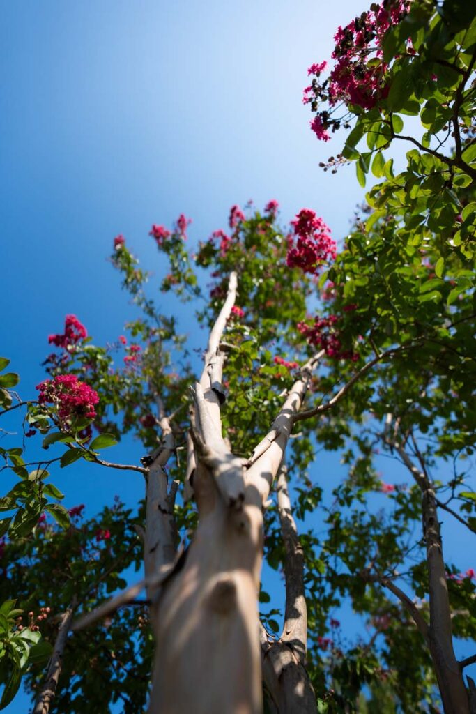 Lagerstroemia Indica Fiore Rosa Scuro (1)