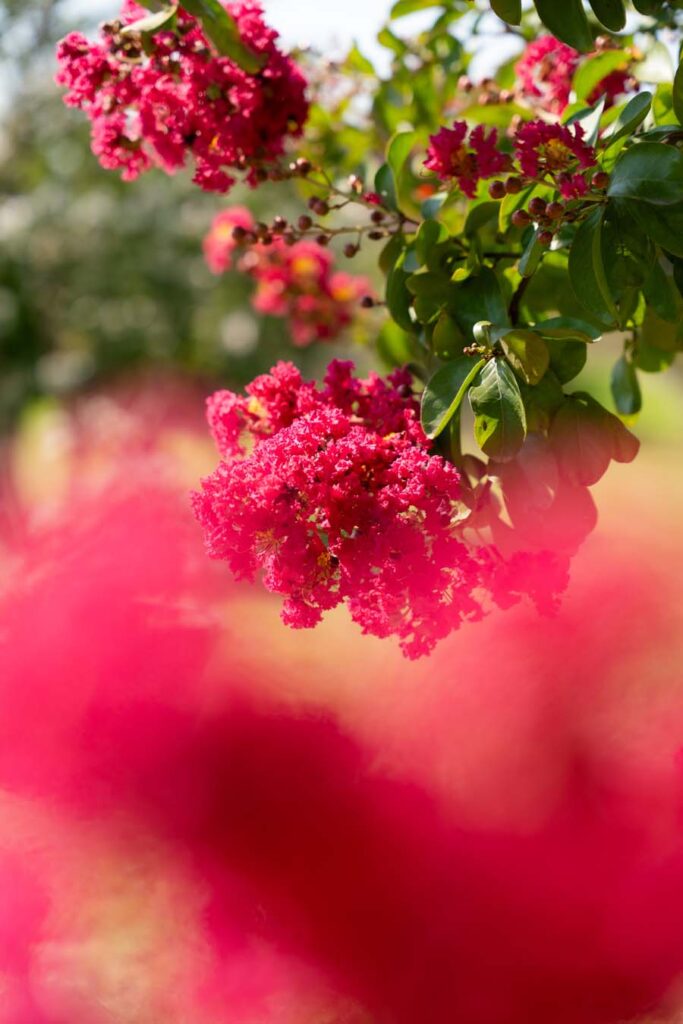 Lagerstroemia Indica Fiore Rosa Scuro (3)
