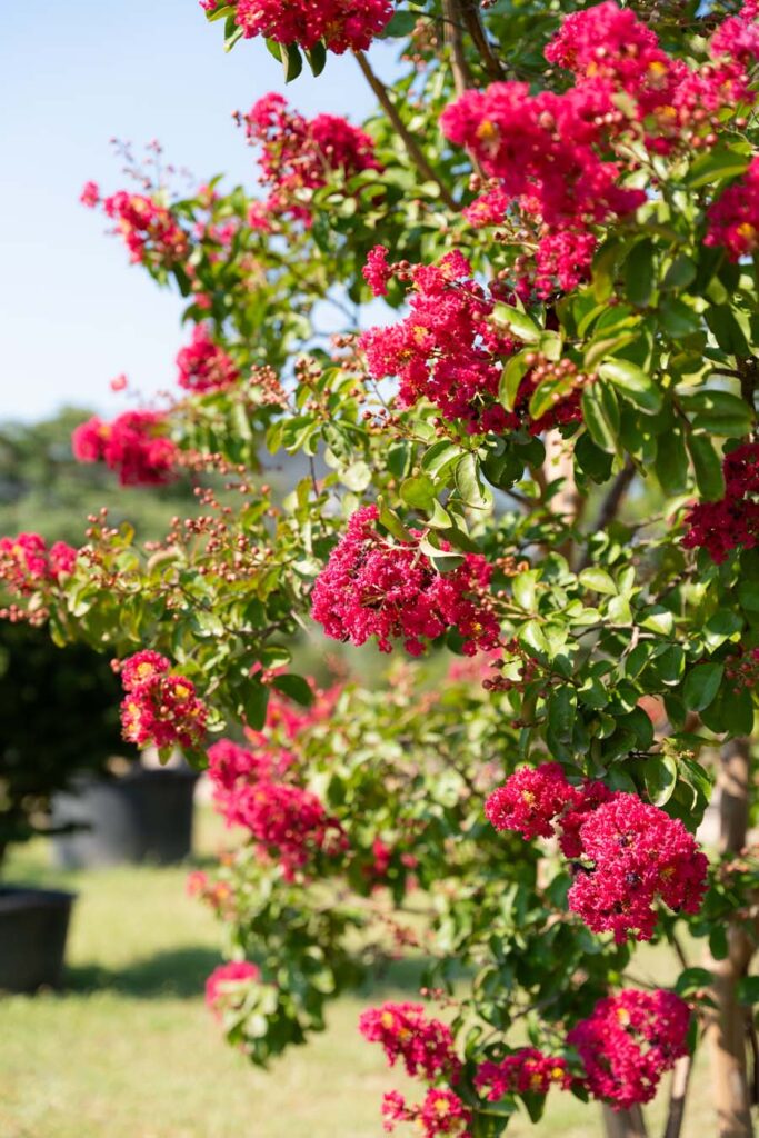 Lagerstroemia Indica Fiore Rosa Scuro (4)