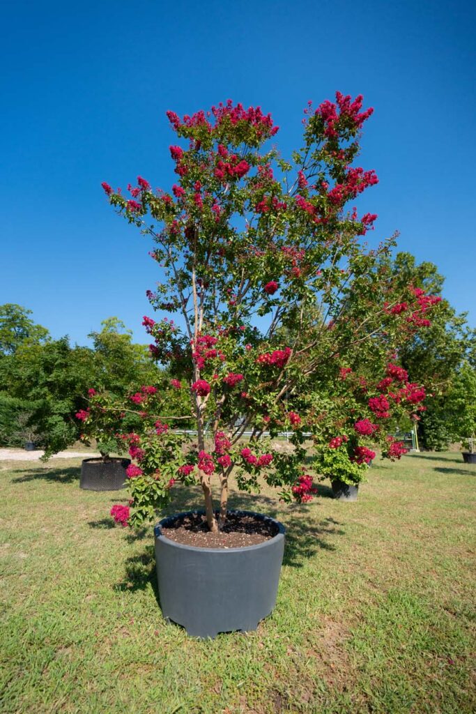 Lagerstroemia Indica Fiore Rosa Scuro (5)