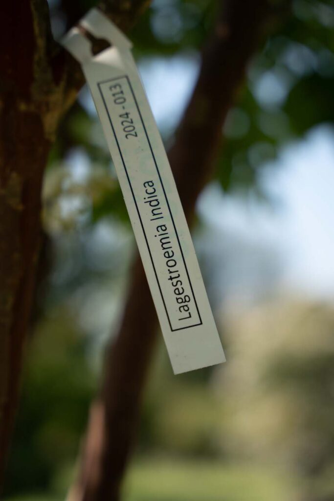 Lagerstroemia Indica Natchez (1)