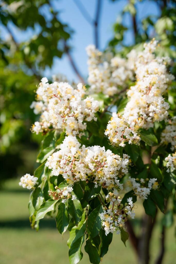 Lagerstroemia Indica Natchez (2)