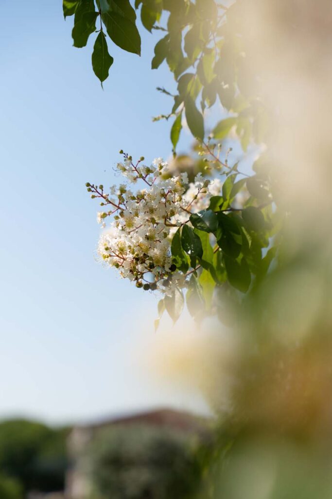 Lagerstroemia Indica Natchez (3)