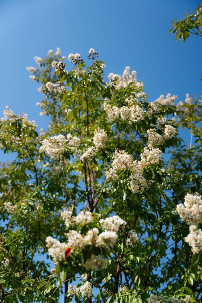 Lagerstroemia Indica Natchez (4)