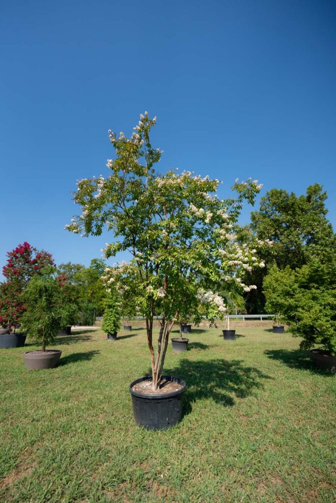 Lagerstroemia Indica Natchez (5)