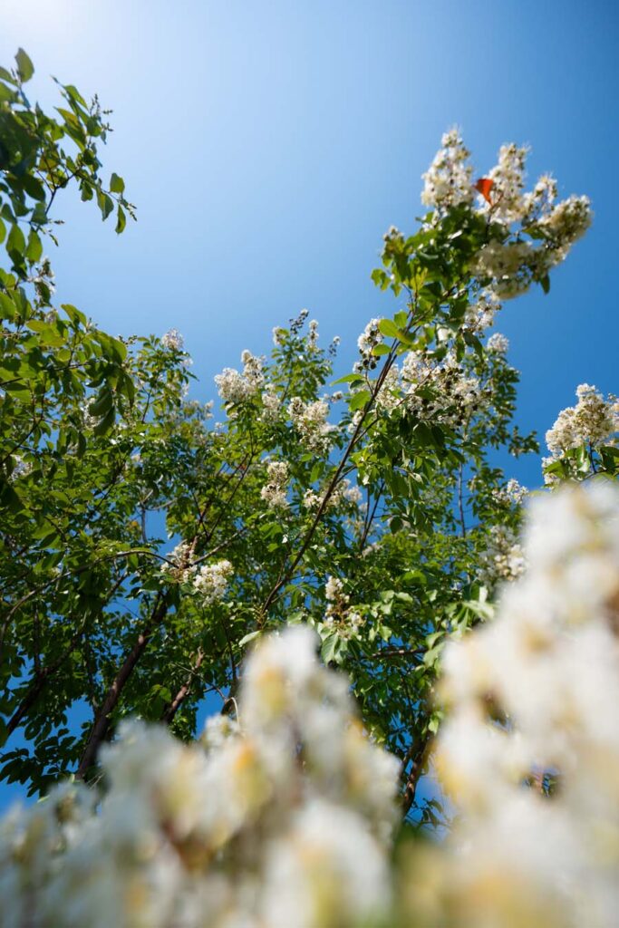 Lagerstroemia Indica Natchez (6)