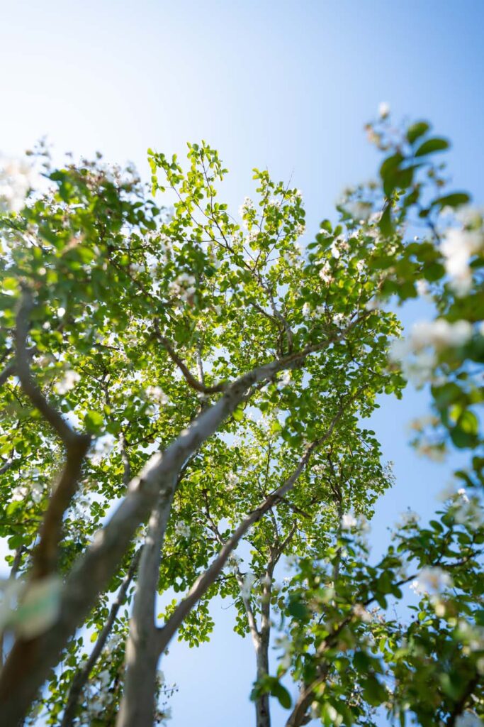 Lagerstroemia Indica Nivea (1)