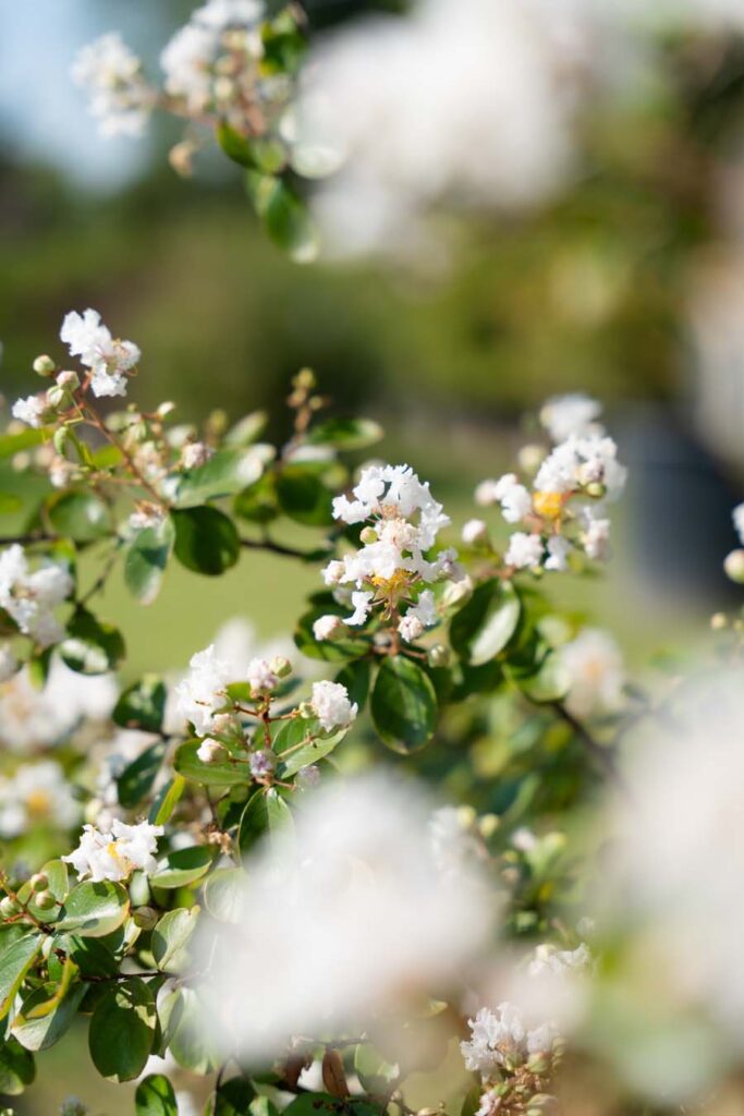 Lagerstroemia Indica Nivea (3)