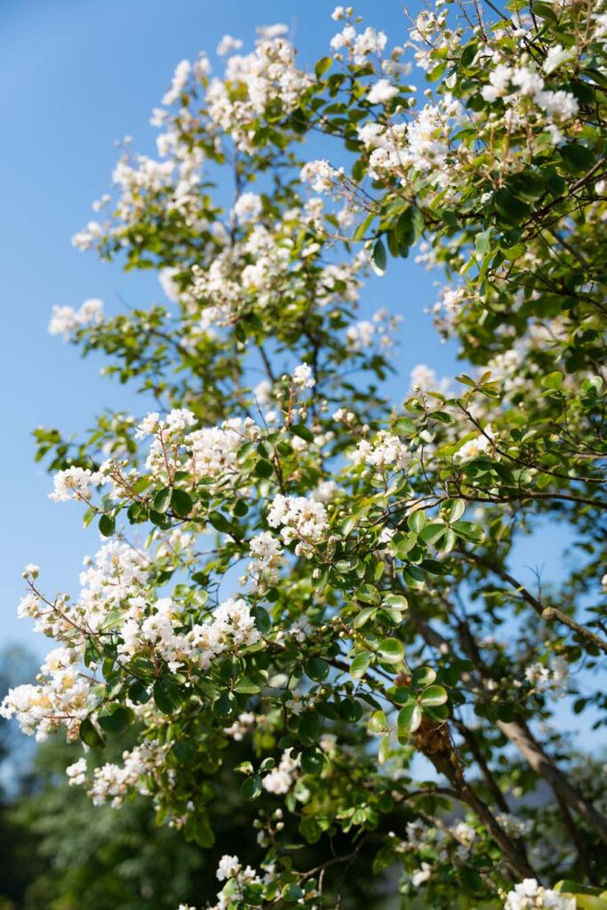 Lagerstroemia Indica Nivea (4)