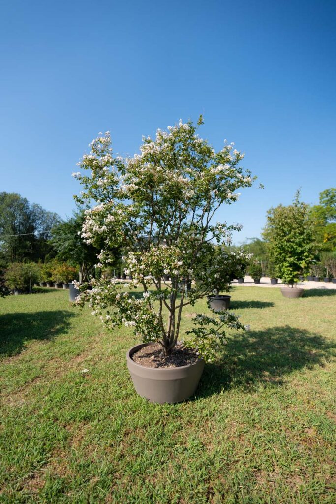 Lagerstroemia Indica Nivea (5)