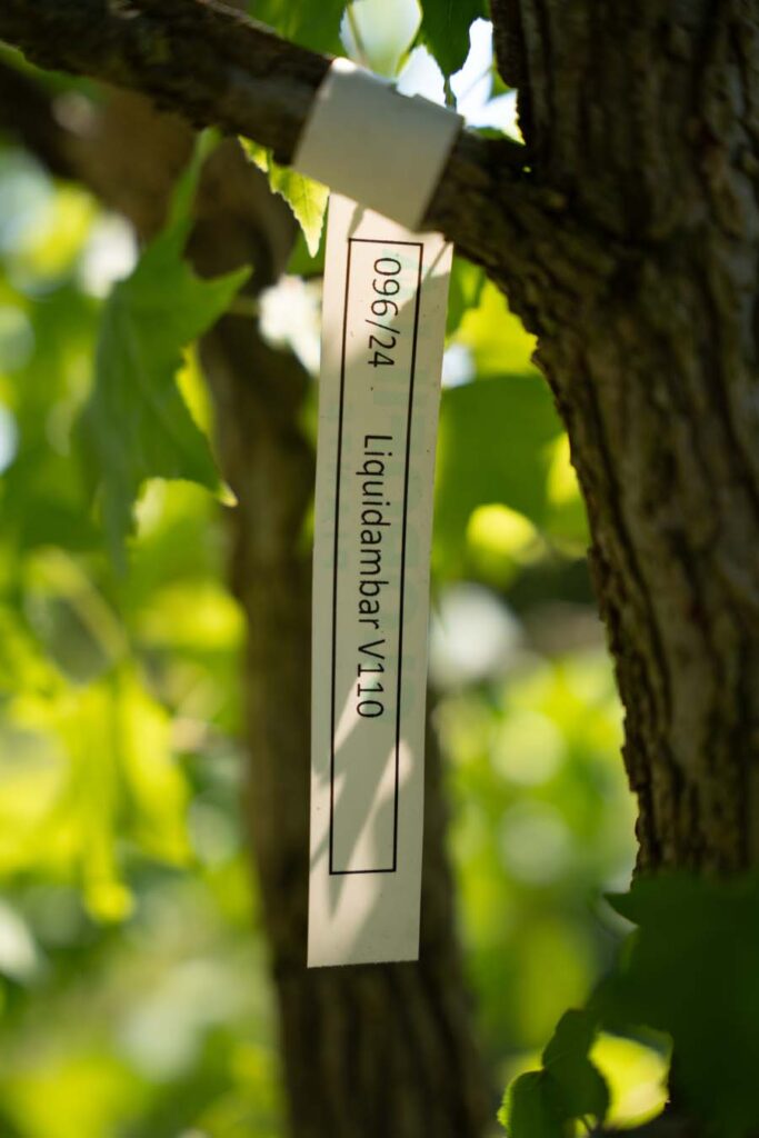 Liquidambar Multisteam (1)