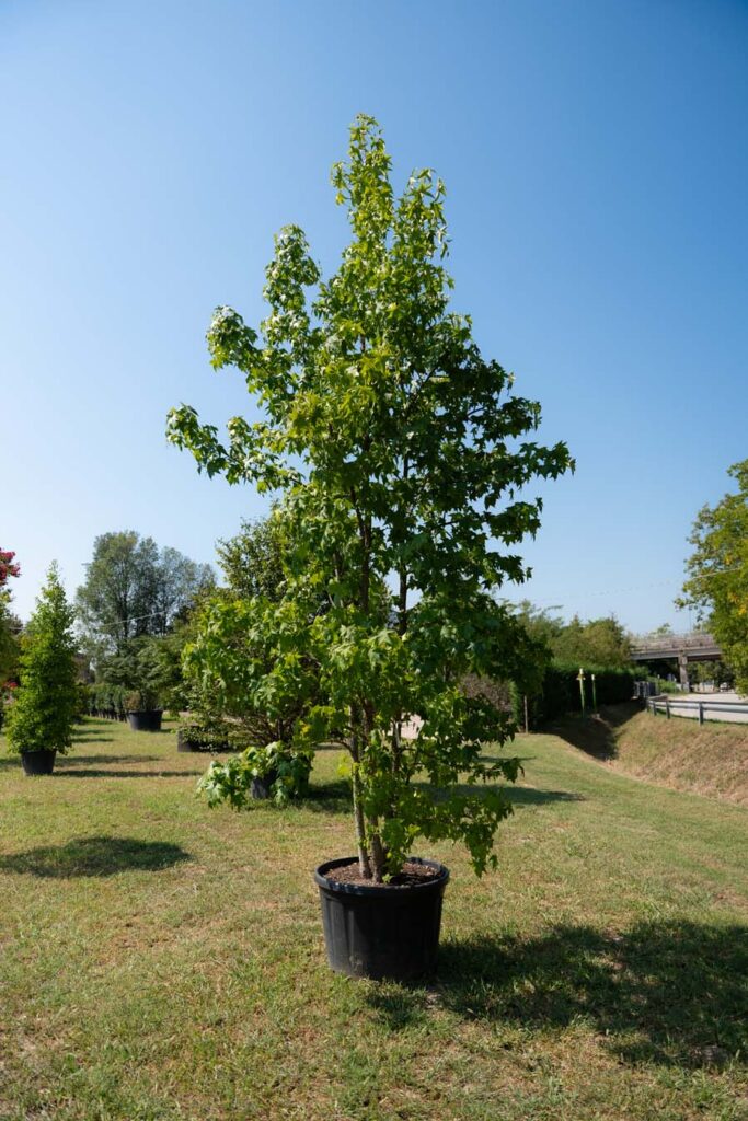 Liquidambar Multisteam (2)