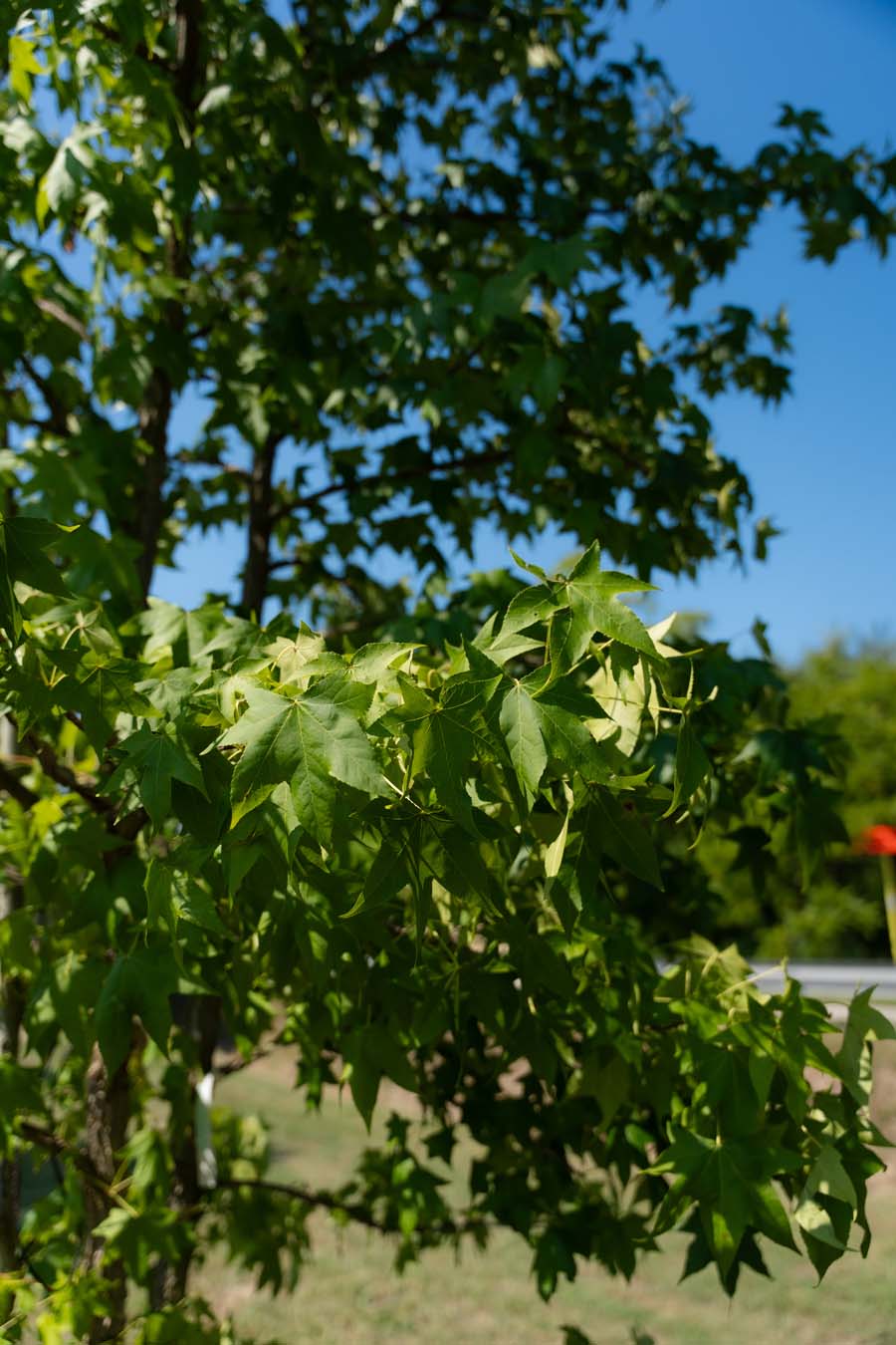 Liquidambar Multisteam (3)