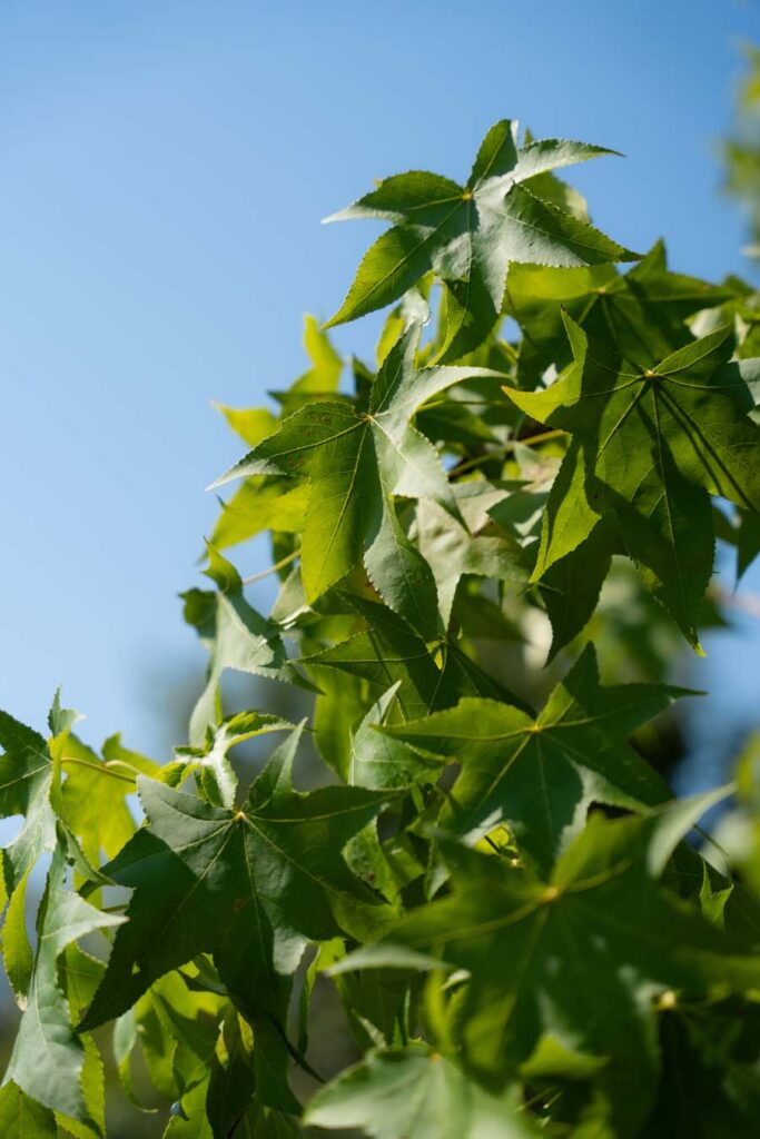 Liquidambar Multisteam (4)