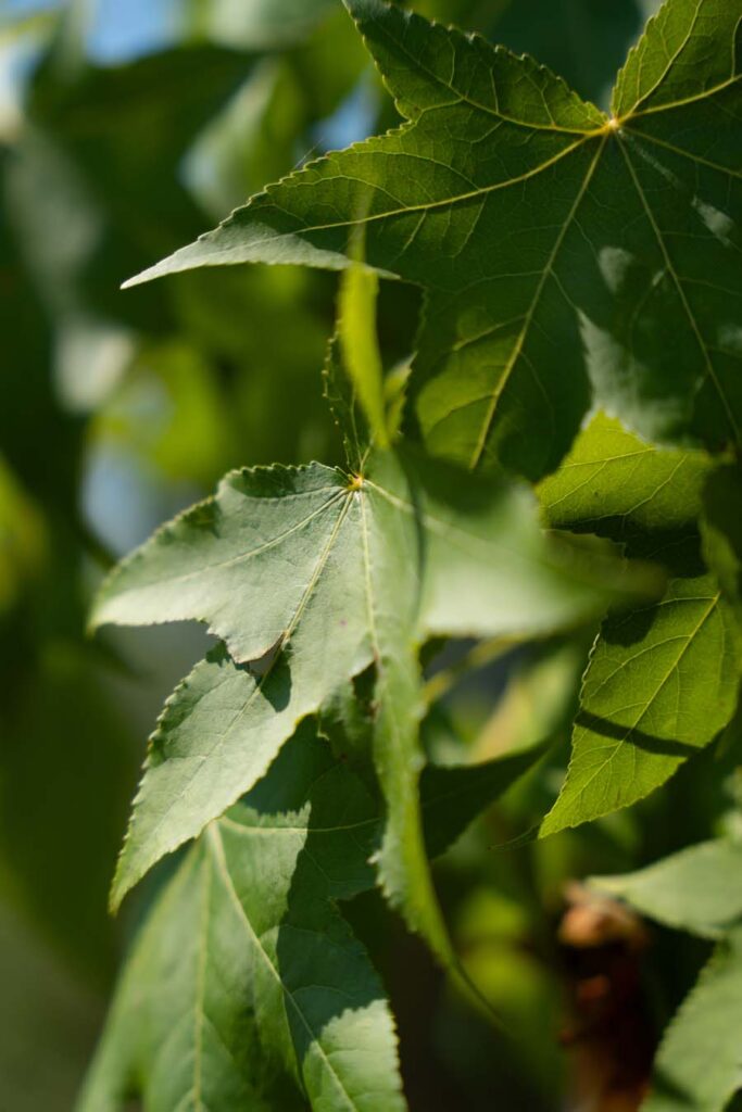 Liquidambar Multisteam (5)