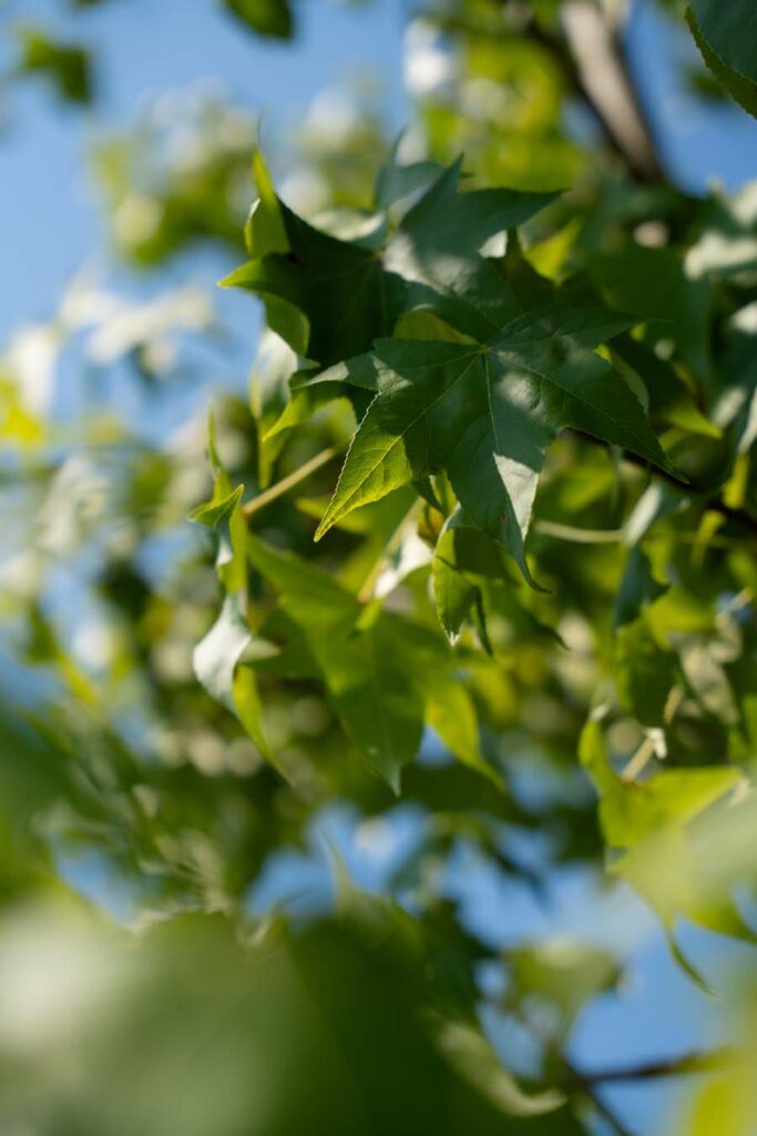 Liquidambar Multisteam (6)