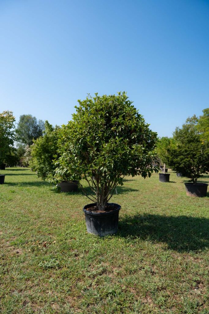 Osmanthus Fragrans Nuvola (2)