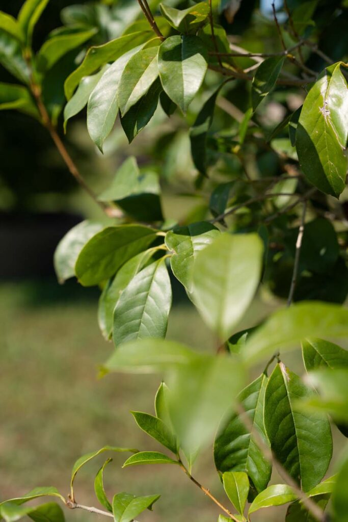Osmanthus Fragrans Nuvola (3)