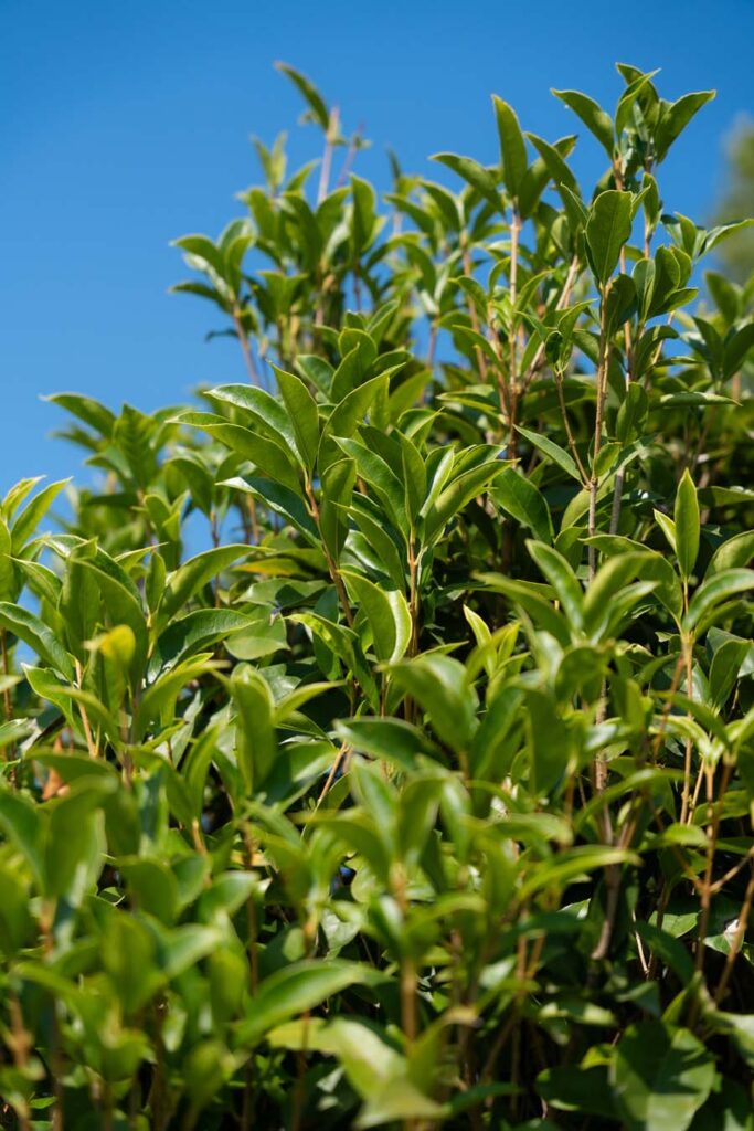 Osmanthus Fragrans Nuvola (4)